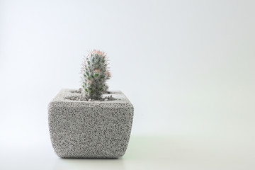 Cactus in a pot on a white background with empty space.