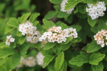 Sticker - Geranium eriostemon var. reinii in Ibuki mountain, Japan
