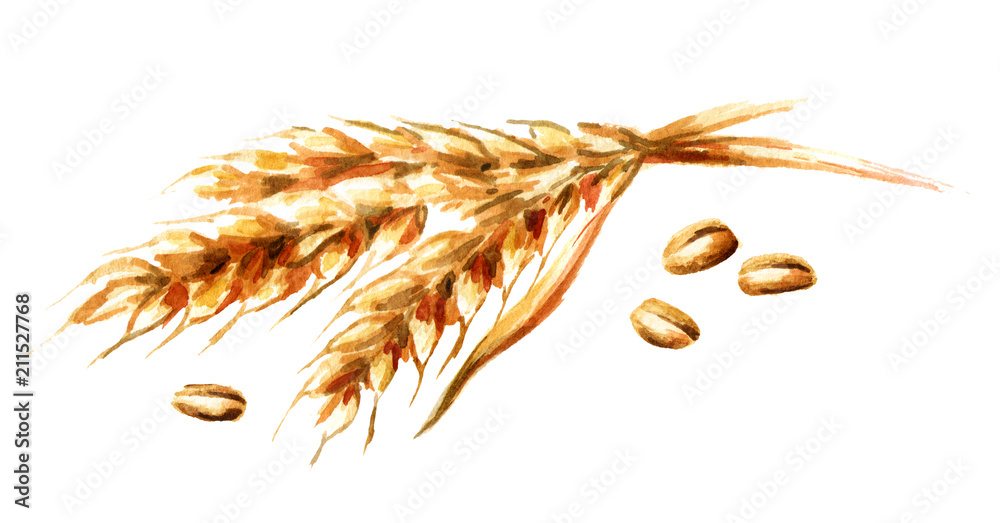Ears of wheat and seeds. Watercolor hand drawn illustration, isolated on white background - obrazy, fototapety, plakaty 