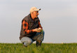 Senior farmer in wheat field examining crop in his hands.