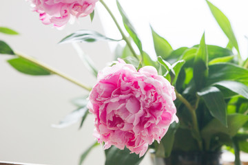 Wall Mural - Macro image of beautiful fresh pink peony flower isolated on background with copy space