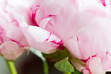 Fototapeta Tulipany - Macro image of beautiful fresh pink peony flower isolated on background with copy space