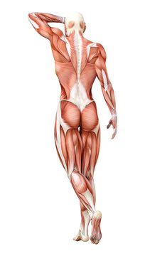 3D Rendering Female Anatomy Figure on White
