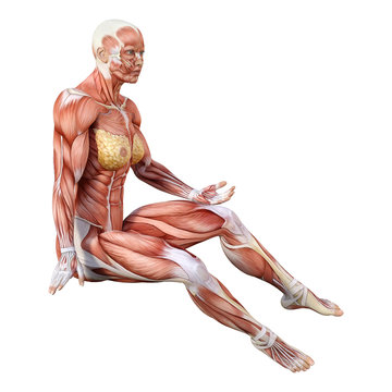 3D Rendering Female Anatomy Figure on White