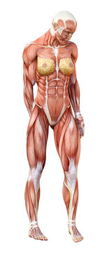 3D Rendering Female Anatomy Figure on White
