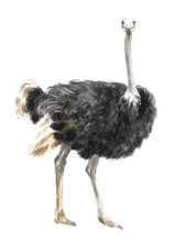  A Watercolor Illustration Of An Ostrich, An Animal In Africa Or A Zoo