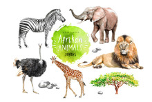 Watercolor Illustration Of Wildlife In Africa: Zebra, Lion, Ostrich, Elephant, Giraffe, Southern Savannah Wood And Stones, A Set Of Drawings From The Hands Of Animals In The Zoo