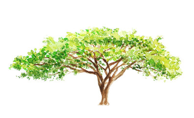 watercolor illustration of a southern tree in africa, drawing by hand part of a savannah nature
