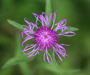 Wall Mural - closeup Centaurea scabiosa (greater knapweed) flower blooming in summer on meadow