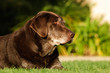 Chocolate Labrador Retriever dog lying down in grass