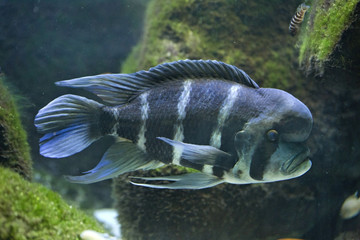 African cichlid lakes Tanganyika.(Cyphotilapia Frontosa).