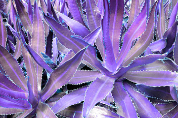 Close up shot of the aloe succulent cactus plant in dark holographic toned colors. Tropical plant leaves, for plant lovers. Fashion and night club disco party flyer copy space for text concept.