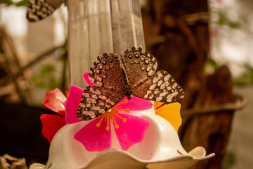  butterfly feeding on nectar