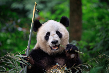 Wall Mural - panda bear munching/eating bamboo in sichuan province, china. panda wildlife conservation