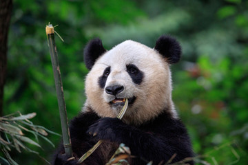 Wall Mural - Panda Bear Eating Bamboo in Sichuan Province, China. Panda Conservation Center in China. Panda is looking away from the viewer while eating Bamboo. Green Background