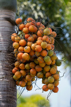 Orange Palm Tree Fruit Cluster