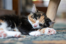 Calico Kitten Sleeping On Carpet Close Up