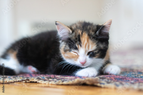 Calico Kitten Sleeping On Carpet Close Up Buy This Stock Photo