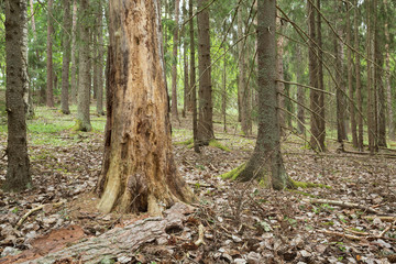 Poster - Pine tree in untouched coniferous forest