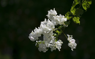  branch of a tropical tree with white colors against a dark background