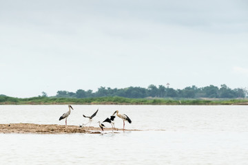 Poster - An Asian openbill and Black winged stilt