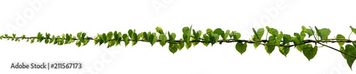 vine plant climbing isolated on white background. Clipping path Poster Mural XXL