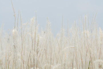 Naklejka na meble meadow flowers in soft warm light. Vintage autumn landscape blurry natural background