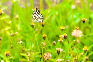 Sticker - Butterflies are caught on the flowers.