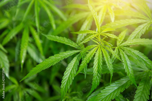 Fotografía Cannabis background. Blue Dream Cannabis Flower.