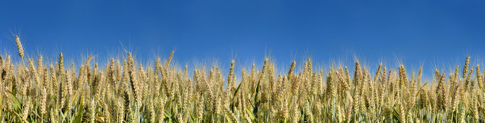 Wall Mural - ears of golden wheat in a field under blue sky on panoramic format