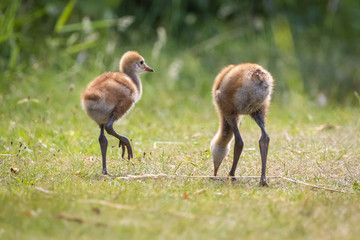 Beautiful Sandhill Cranes New Born Young Cute Babies