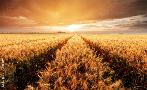 Plakaty do salonu  krajobraz-z-polem-pszenicy-rolnictwo-panorama