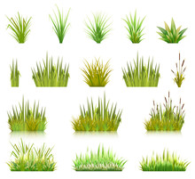 Color Vector Image Of A Green Reeds Grass And A Number Of Coast Plants On A White Background. Illustration Of Spring Sprouts And Weeds In A Pasture Or Garden. Stock Vector
