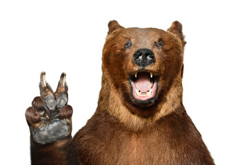portrait of a funny brown bear showing a peace gesture, isolated on a white background