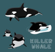 Killer Whale Cartoon Vector Illustration
