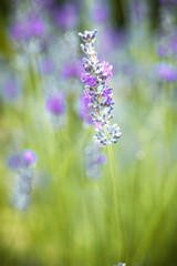 Wall Mural - Lavender flowers in summer