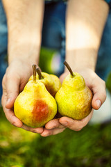 Wall Mural - Fresh pear in hands