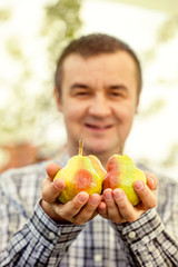 Poster - Fresh pears in hands