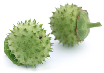 Poster - Medicinal Datura fruits