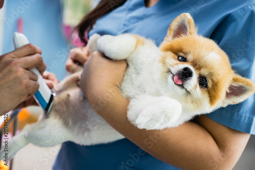 Groomer Man Haircut Cute Pomeranian In Hair Service Dog
