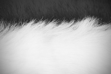  white and black fur