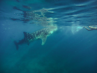  Tourists swim in the sea with whale sharks near the city of Oslob on the island of Cebu, Philippines. Watch the feeding of sharks in nature..