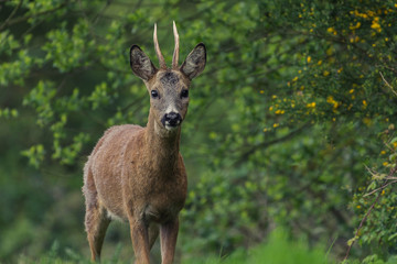 Wall Mural - deer walks near the forest