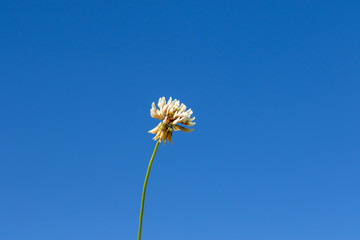 Sticker - Single white blooming clover in front of blue cloudless sky in summer