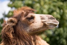 Funny Brown Camel