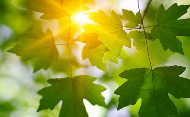 Green leaves and sun