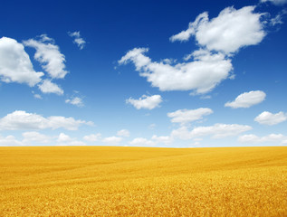 Wall Mural - wheat field and clouds