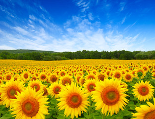 Wall Mural - sunflowers field on sky