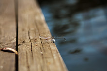 Dragonfly On A Old Wooden Pier