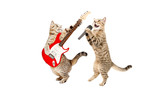 Fototapeta Koty - Two cats musician together isolated on a white background
